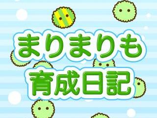 かわいい育成ゲーム まりまりも育成日記 アプリレビュー Iphoroid 脱出ゲーム攻略 国内最大の脱出ゲーム総合サイト